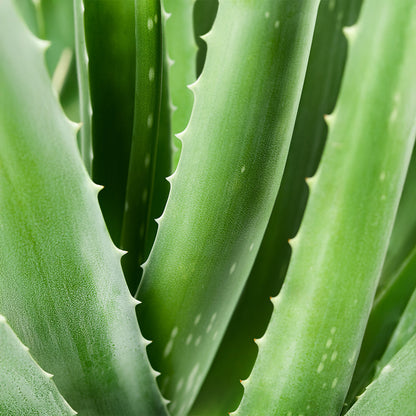 Mundspülung mit Aloe Vera | 80ml